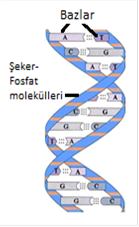 DNA' nın çift sarmal yapısı'